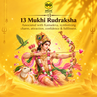 Rudraksha 13 mukhi Onar Gracious