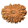 Rudraksha 15 mukhi Onar Gracious