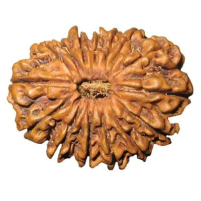 Rudraksha 15 mukhi Onar Gracious