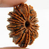 Rudraksha 14 mukhi Onar Gracious