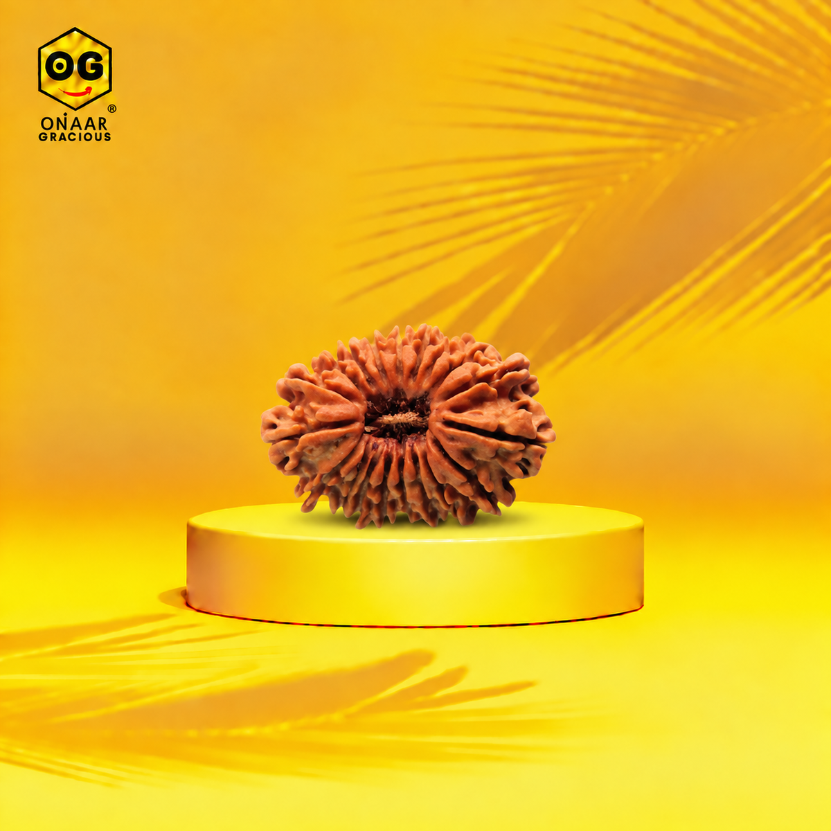 17 Mukhi Rudraksha Onaar Gracious