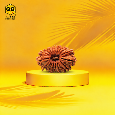 17 Mukhi Rudraksha Onaar Gracious