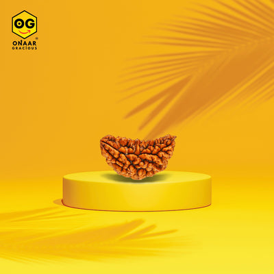 1 Mukhi Rudraksha Onar Gracious