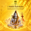 1 Mukhi Rudraksha Onar Gracious