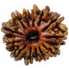 Rudraksha 12 mukhi Onar Gracious