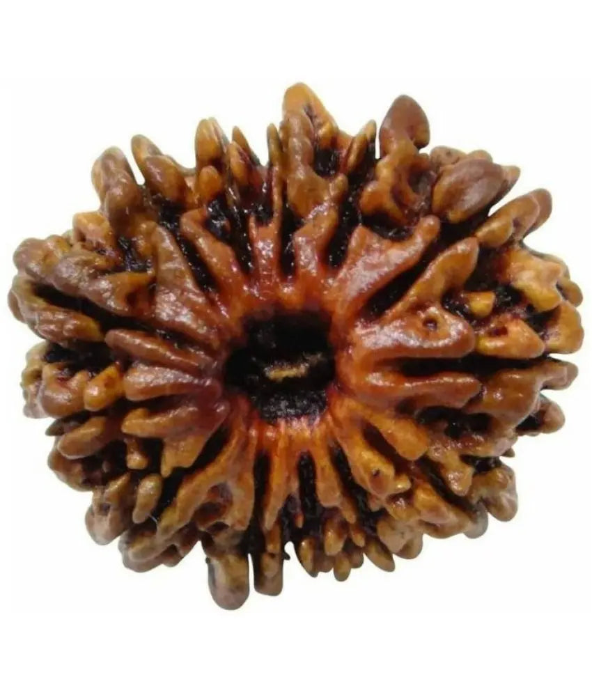 Rudraksha 12 mukhi Onar Gracious