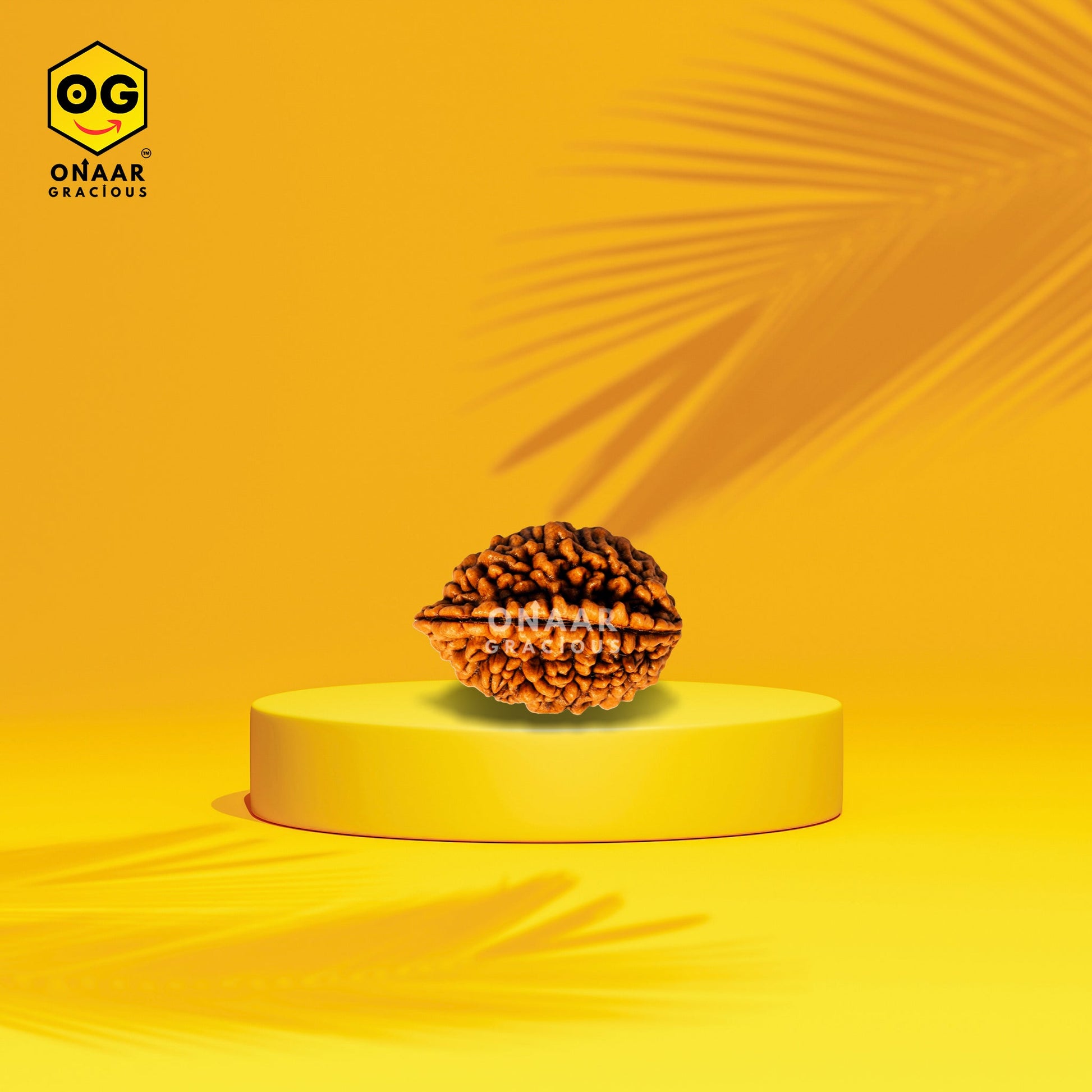 2 Mukhi Rudraksha Onar Gracious