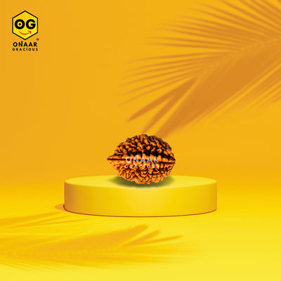 2 Mukhi Rudraksha Onar Gracious