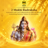 2 Mukhi Rudraksha Onar Gracious