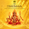 3 Mukhi Rudraksha Onar Gracious