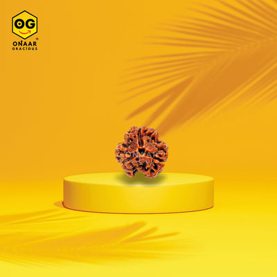 3 Mukhi Rudraksha Onar Gracious