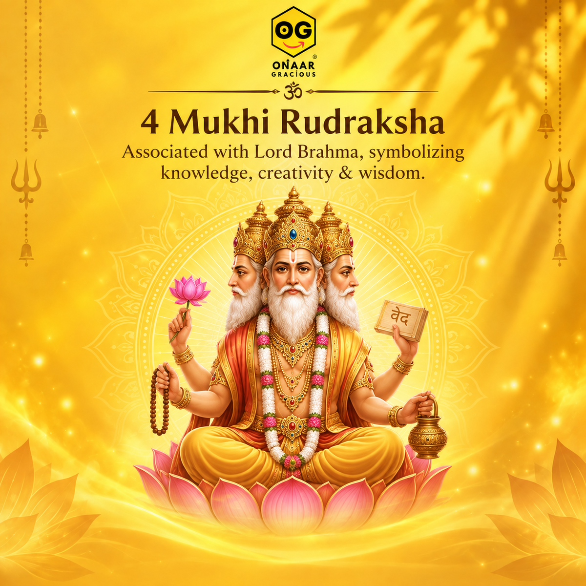 Rudraksha 4 mukhi Onar Gracious