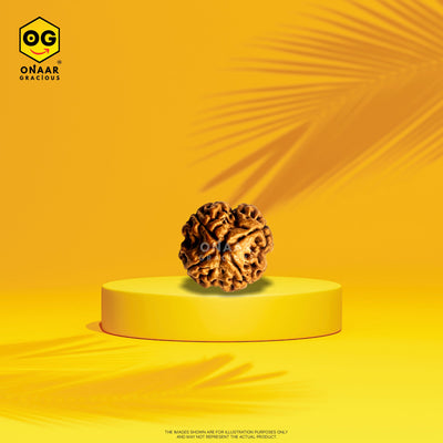 Rudraksha 4 mukhi Onar Gracious