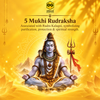 Rudraksha 5 mukhi Onar Gracious
