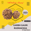 Garbh Gauri Rudraksha Onar Gracious