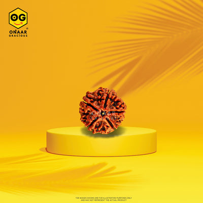 Rudraksha 5 mukhi Onar Gracious