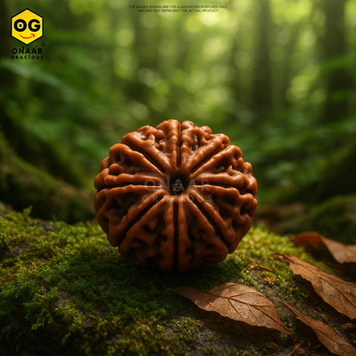 Rudraksha 7 Mukhi Onar Gracious