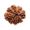 RUDRAKSHA 8 MUKHI Onar Gracious