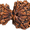 Garbh Gauri Rudraksha Onar Gracious