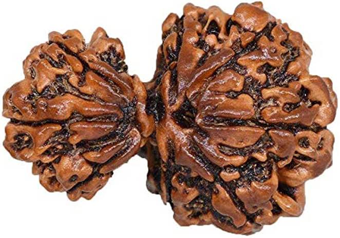 Garbh Gauri Rudraksha Onar Gracious