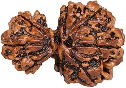Garbh Gauri Rudraksha Onar Gracious