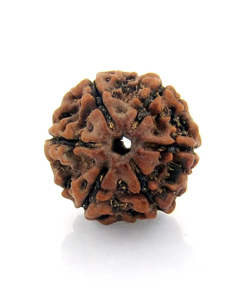 6 Mukhi Rudraksha armband Nepal kralen 12 stuks verstelbare draad 6 Mukhi Rudraksha armband Nepal kralen 12 stuks verstelbare draad