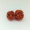 Gauri Shankar Rudraksha Onar Gracious
