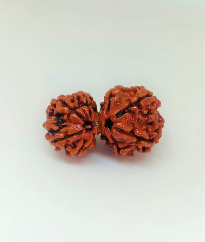 Gauri Shankar Rudraksha Onar Gracious