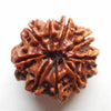RUDRAKSHA 9 MUKHI Onar Gracious