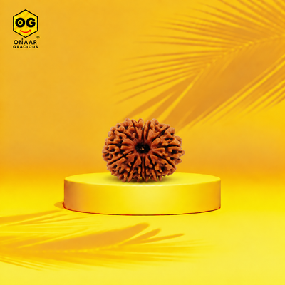 Rudraksha 13 mukhi Onar Gracious