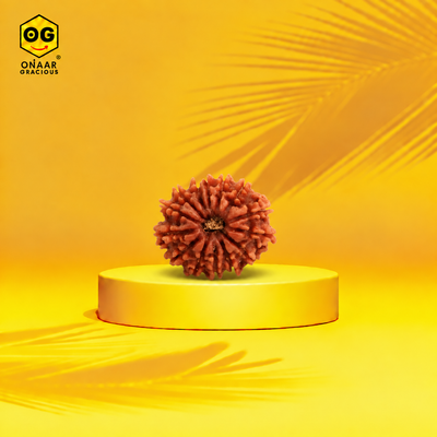 Rudraksha 14 mukhi Onar Gracious