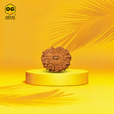 Rudraksha 15 mukhi Onar Gracious