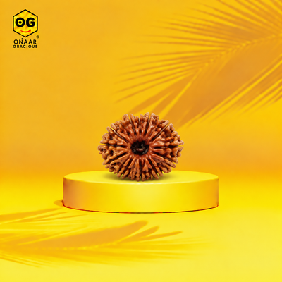 Rudraksha 16 mukhi Onar Gracious