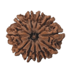 Rudraksha 11 Mukhi Onar Gracious