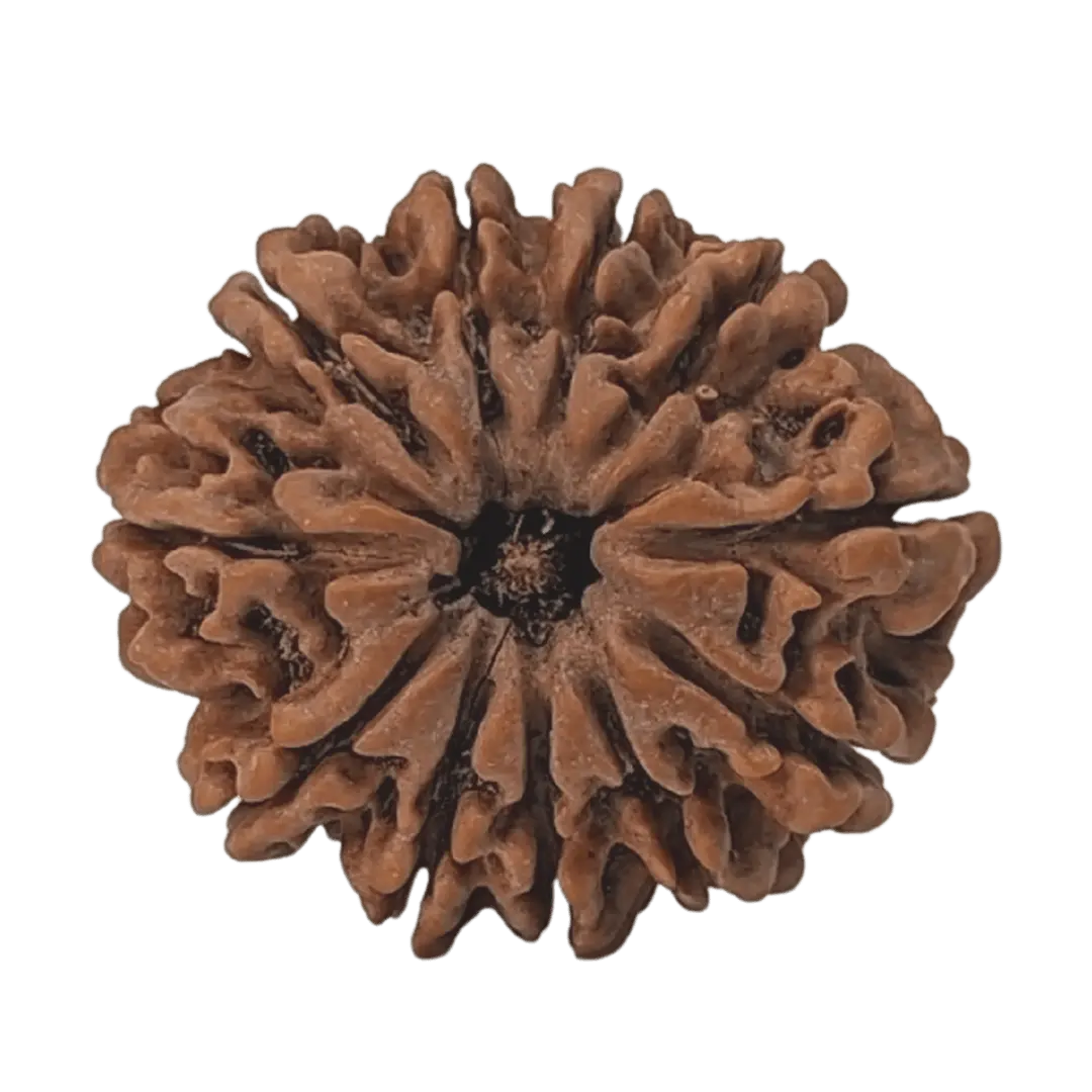 Rudraksha 11 Mukhi Onar Gracious