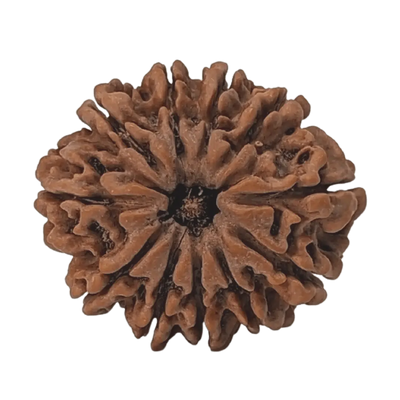 Rudraksha 11 Mukhi Onar Gracious