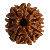 RUDRAKSHA 10 MUKHI Onar Gracious