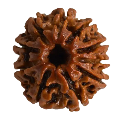 RUDRAKSHA 10 MUKHI Onar Gracious