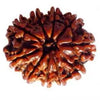 RUDRAKSHA 10 MUKHI Onar Gracious