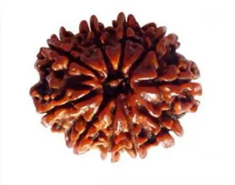 RUDRAKSHA 10 MUKHI Onar Gracious
