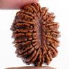 Rudraksha 16 mukhi Onar Gracious