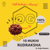 RUDRAKSHA 10 MUKHI Onar Gracious
